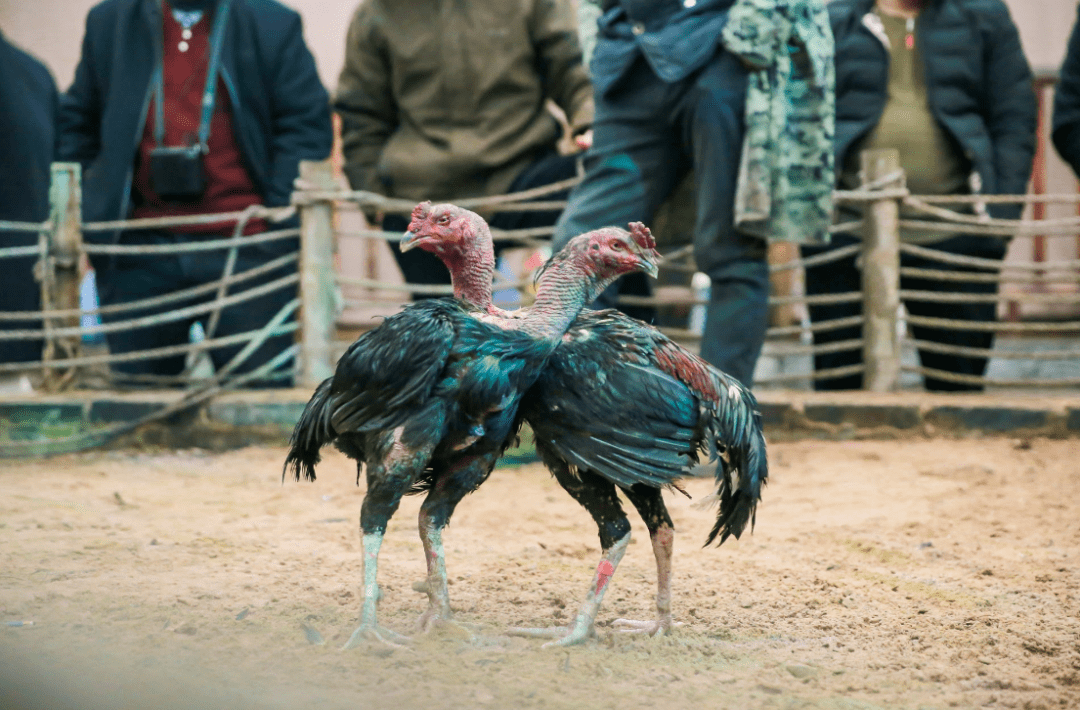 제우절(祭尤節)18