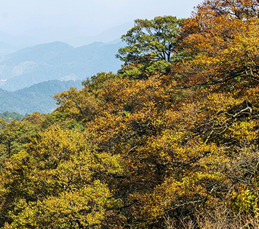 뇌공산국가삼림공원